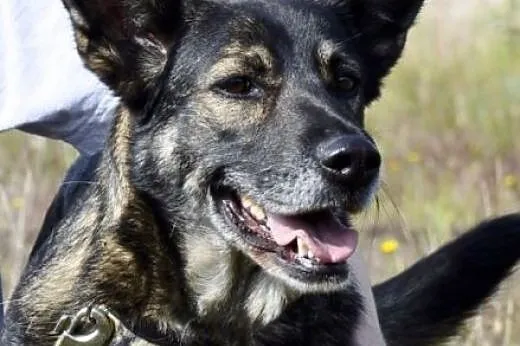 Pomóż Soni - uratowana z pijackiej dziupli czeka n