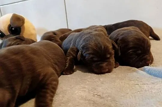 Labrador Retriever Czekoladowe Szczeniaki Zkwp/FCI