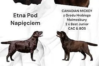Labrador Retriever Czekoladowe Szczeniaki Zkwp/FCI, Małopolskie, Dąbrowa Tarnowska