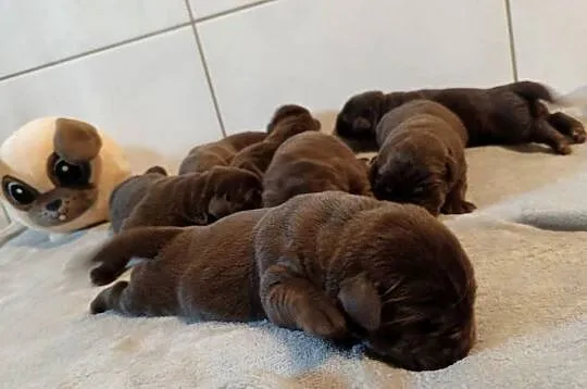 Labrador Retriever Czekoladowe Szczeniaki Zkwp/FCI, Małopolskie, Dąbrowa Tarnowska