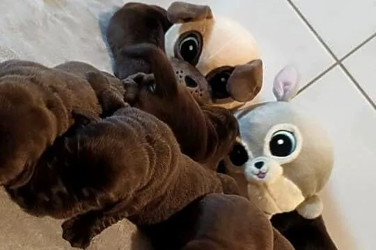 Labrador Retriever Czekoladowe Szczeniaki Zkwp/FCI, Małopolskie, Dąbrowa Tarnowska