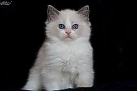 Ragdoll, przepiękny kocurek blue bicolor z rodowodem FPL