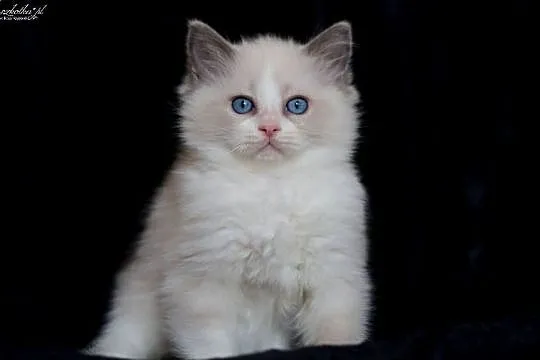 Ragdoll, przepiękny kocurek blue bicolor z rodowodem FPL