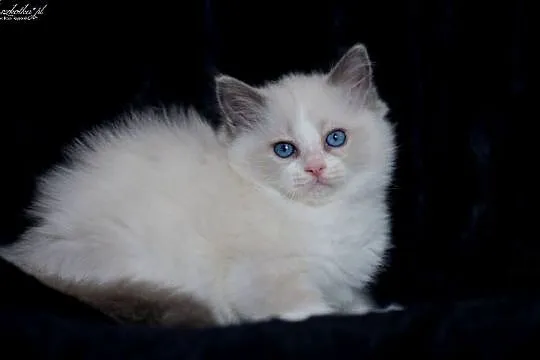 Ragdoll, przepiękny kocurek blue bicolor z rodowodem FPL, Mazowieckie, Stary Łajszczew