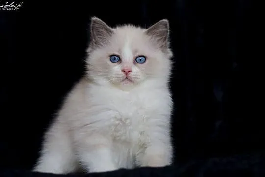 Ragdoll, przepiękny kocurek blue bicolor z rodowodem FPL, Mazowieckie, Stary Łajszczew