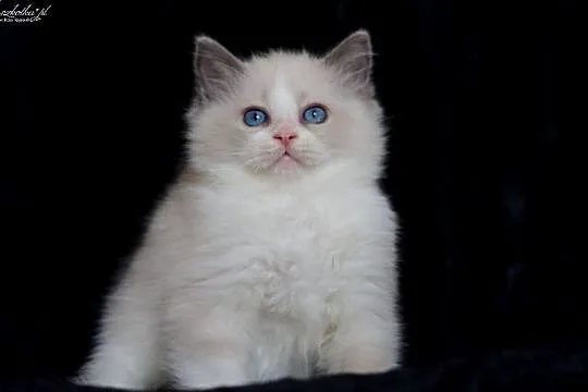 Ragdoll, przepiękny kocurek blue bicolor z rodowodem FPL, Mazowieckie, Stary Łajszczew