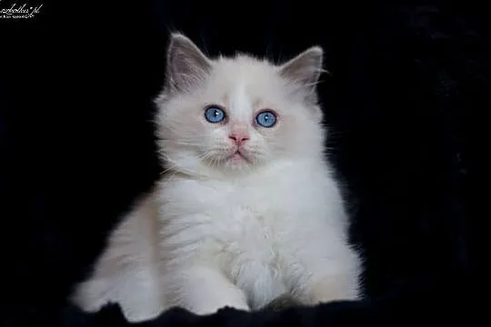 Ragdoll, przepiękny kocurek blue bicolor z rodowodem FPL, Mazowieckie, Stary Łajszczew