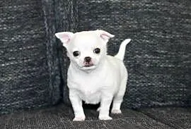 XS chihuahua chłopiec ZKwP FCI