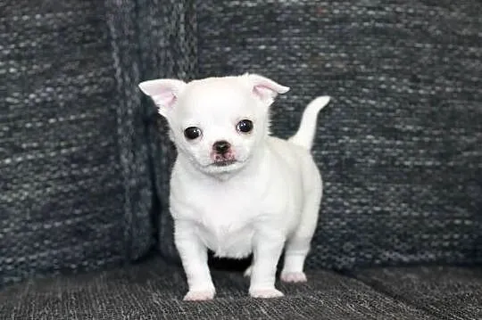 XS chihuahua chłopiec ZKwP FCI