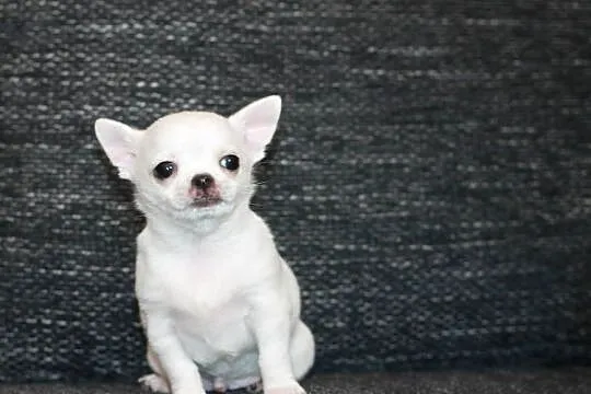 XS chihuahua chłopiec ZKwP FCI, Zachodniopomorskie, Świnoujście