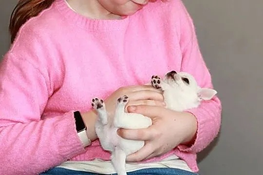 XS chihuahua chłopiec ZKwP FCI, Zachodniopomorskie, Świnoujście