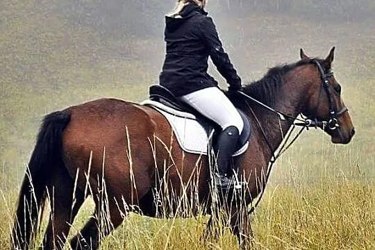 Klacz do sportu, Warmińsko-mazurskie, Elbląg