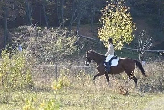 Klacz do sportu, Warmińsko-mazurskie, Elbląg