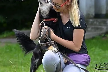 Wspaniała Teska, pełna energii, aportuje- Adoptuj!