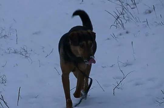 Młody Max pilnie szuka domu !