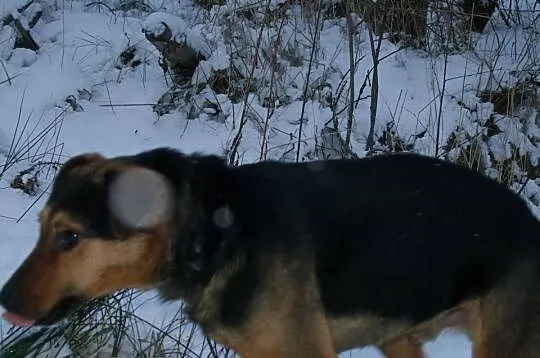 Młody Max pilnie szuka domu !