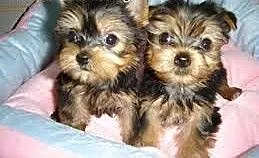 Terier szczeniaki yorki Cachorros....., małopolsk