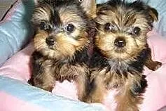 Terier szczeniaki yorki Cachorros....., małopolskie Andrychów