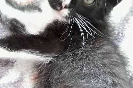 Pan Kotek - cudowny, słodki kociak do adopcji,  ma