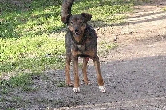 Młody Forest, psie cudo, dzieciolubny, łagodny i wesoły!,, Mazowieckie, Warszawa