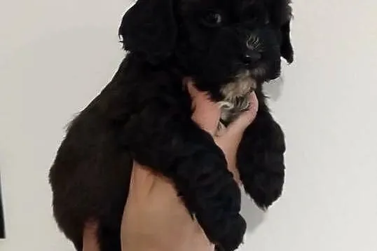 Shihpoo samiec . Shihtzu tricolor, pudel miniatura red, Podkarpackie, Lutoryż