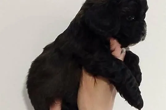 Shihpoo samiec . Shihtzu tricolor, pudel miniatura red, Podkarpackie, Lutoryż