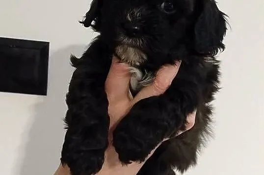 Shihpoo samiec . Shihtzu tricolor, pudel miniatura red, Podkarpackie, Lutoryż