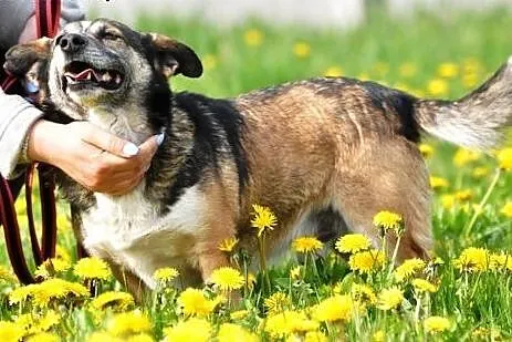 Dziubuś niewielki, energiczny, wesoły piesek ADOPC