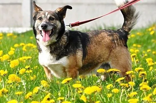 Dziubuś niewielki, energiczny, wesoły piesek ADOPC