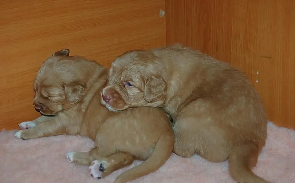 Nova Scotia Duck Tolling retriever