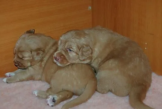 Nova Scotia Duck Tolling retriever