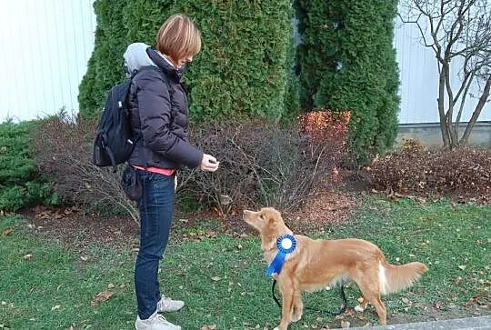 Nova Scotia Duck Tolling retriever