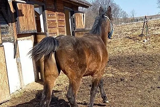 Ogierek 10 miesięcy, , 