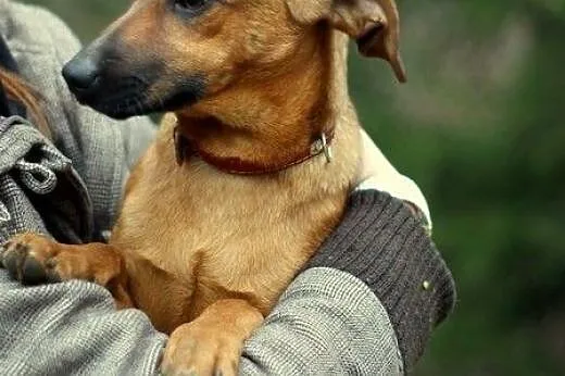 Cola - psie dziecko które nie ma szczęścia,  małop