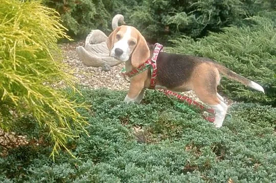 Suczka Beagle FCI ZKwP Wrocław