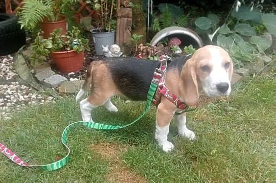 Suczka Beagle FCI ZKwP Wrocław, Dolnośląskie