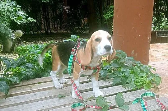 Suczka Beagle FCI ZKwP Wrocław, Dolnośląskie
