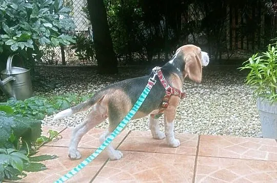 Suczka Beagle FCI ZKwP Wrocław, Dolnośląskie