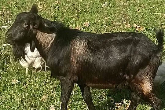 Koziolek