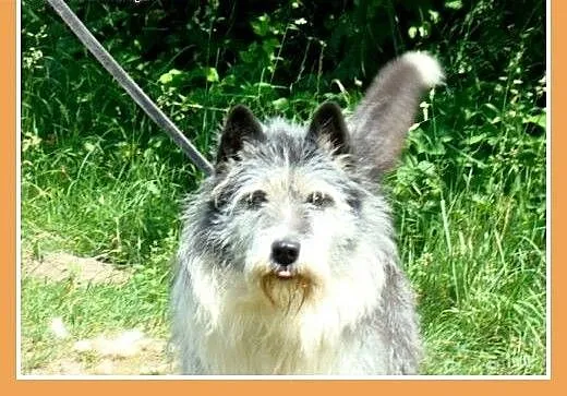 Duży 35 kg, pies SZARY, energiczny, przyjacielski,