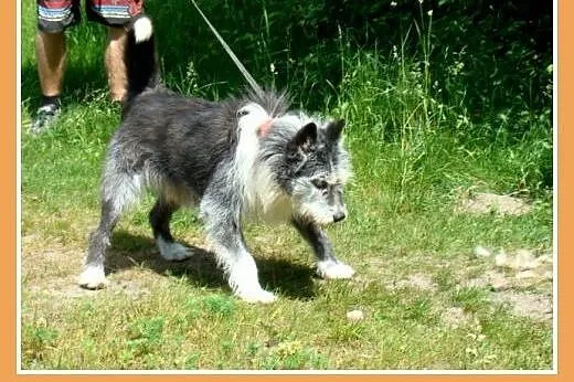 Duży 35 kg, pies SZARY, energiczny, przyjacielski,