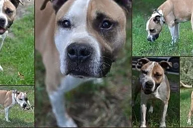 Pokochaj i przygarnij Hummera ze schroniska,  śląs
