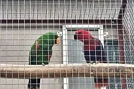 Lory