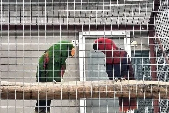 Lory, Wielkopolskie, Rawicz