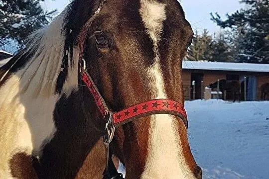 Kupię konia, , Nowy