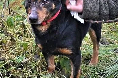 BASTER - odebrany interwencyjnie, nigdy nie kochany, prosi o szansę i dom,  łódzkie Łódź, Łódzkie, Łódź