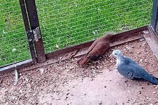Śińiaczek  plamisty  para dorosła
