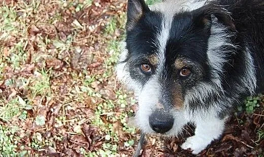 Posłuszny, łagodny Berni szuka domu, Kundelki cał