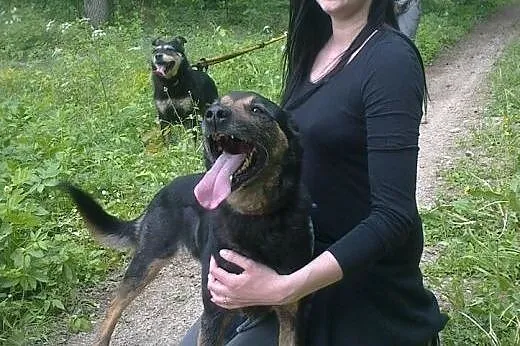 Tesik - piesek na medal szuka domu,  podlaskie Bia