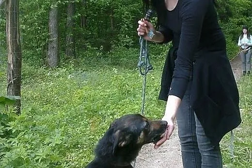 Tesik - piesek na medal szuka domu,  podlaskie Bia